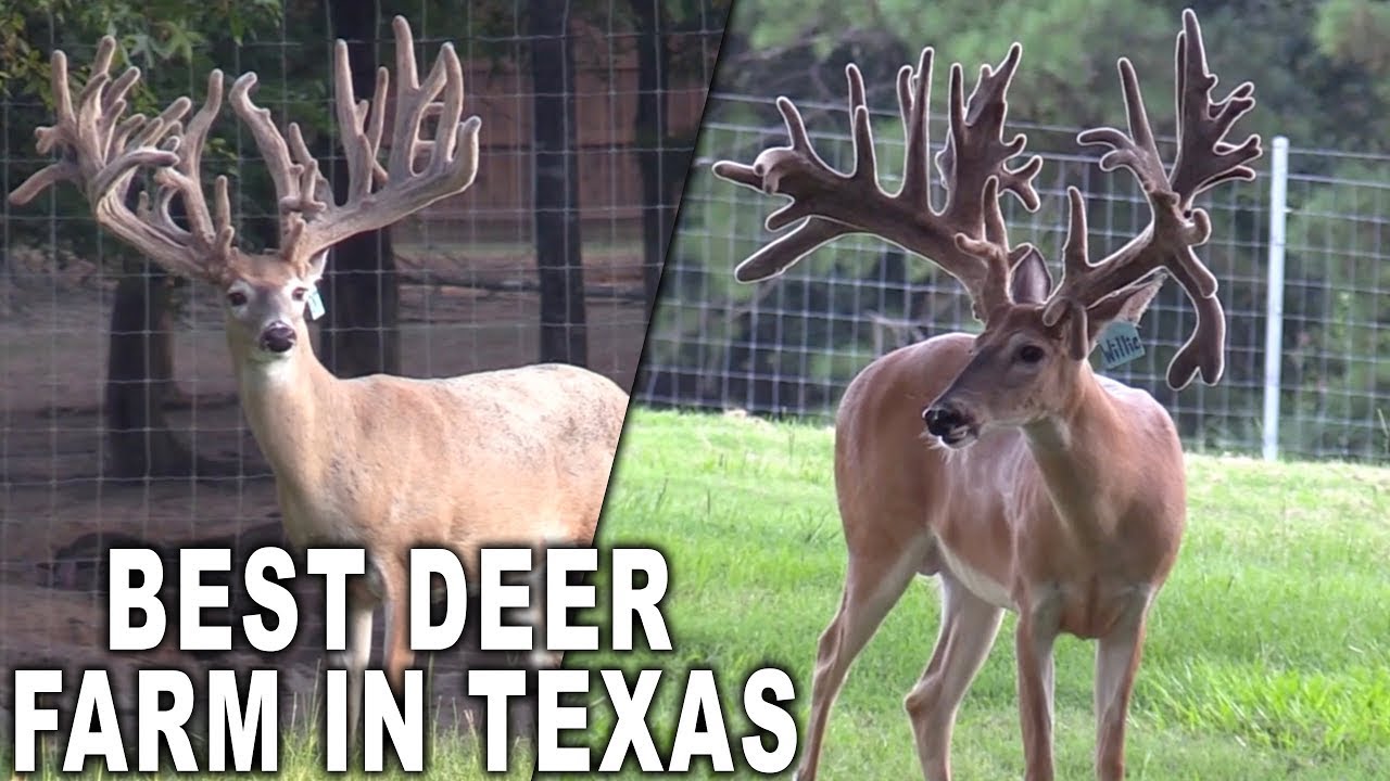 One of the Biggest Deer Farms in Texas! G2 Ranch | Deer Farming Channel