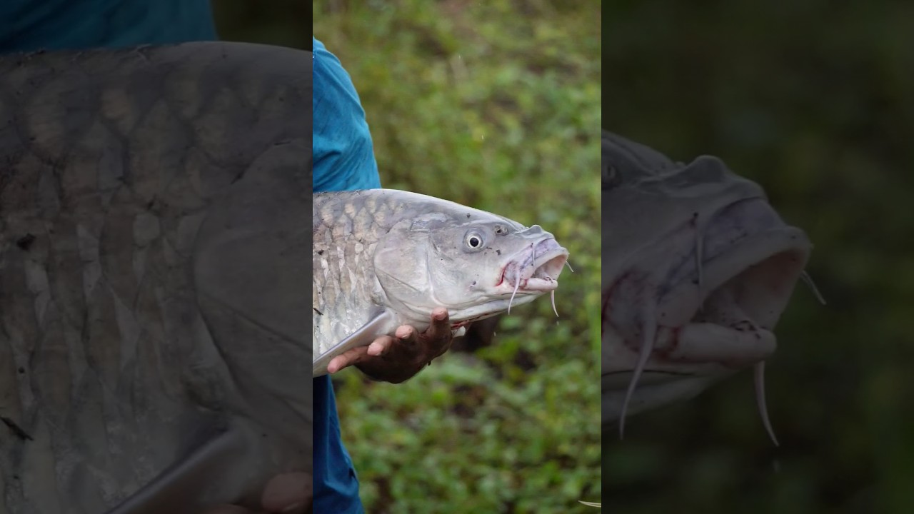Mahseer Fishing #shorts