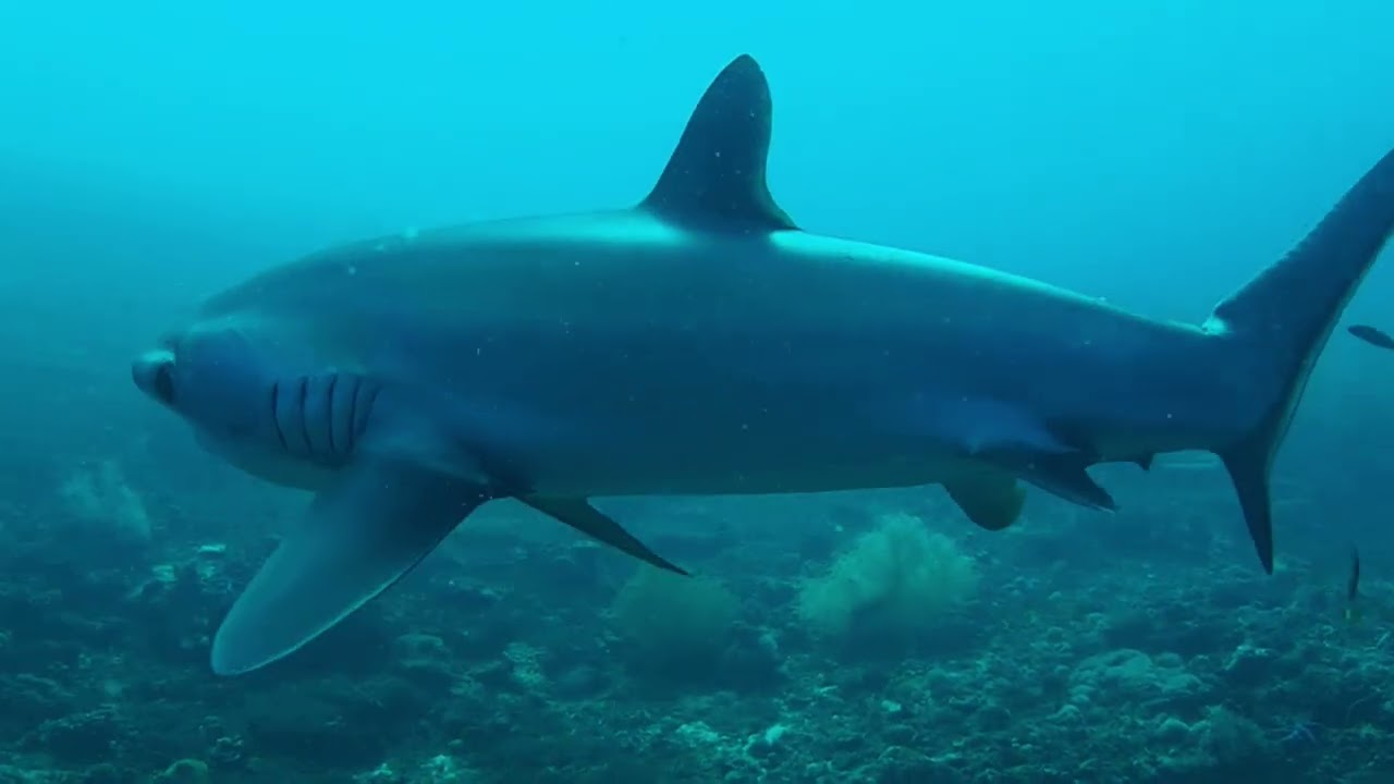 First dive at Monad Shoal in Malapascua on March 5, 2025.