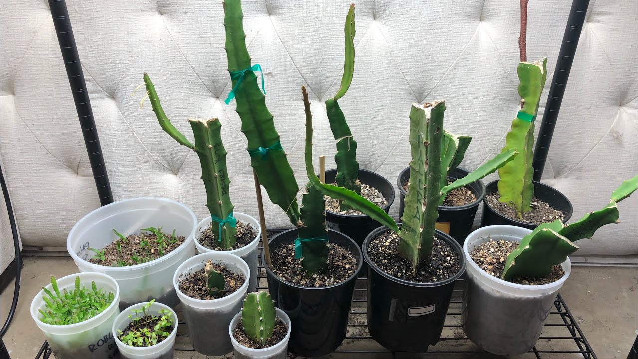 Growing Dragon Fruit Indoors During Winter