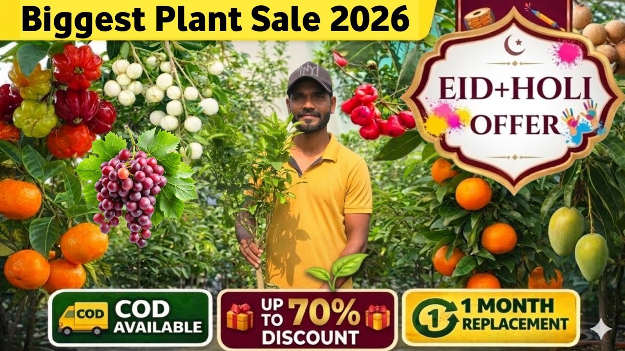 Best Fruits Plants For Terrace garden | 🌙Eid 2026 Special Offer | Upto 70% Discount 