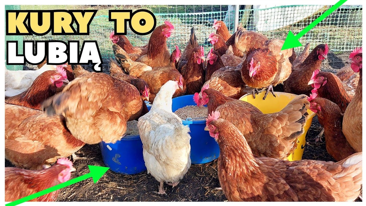 Zimowa DIETA kur 🌾 - PAMIĘTAJ o tych rzeczach 🐓.