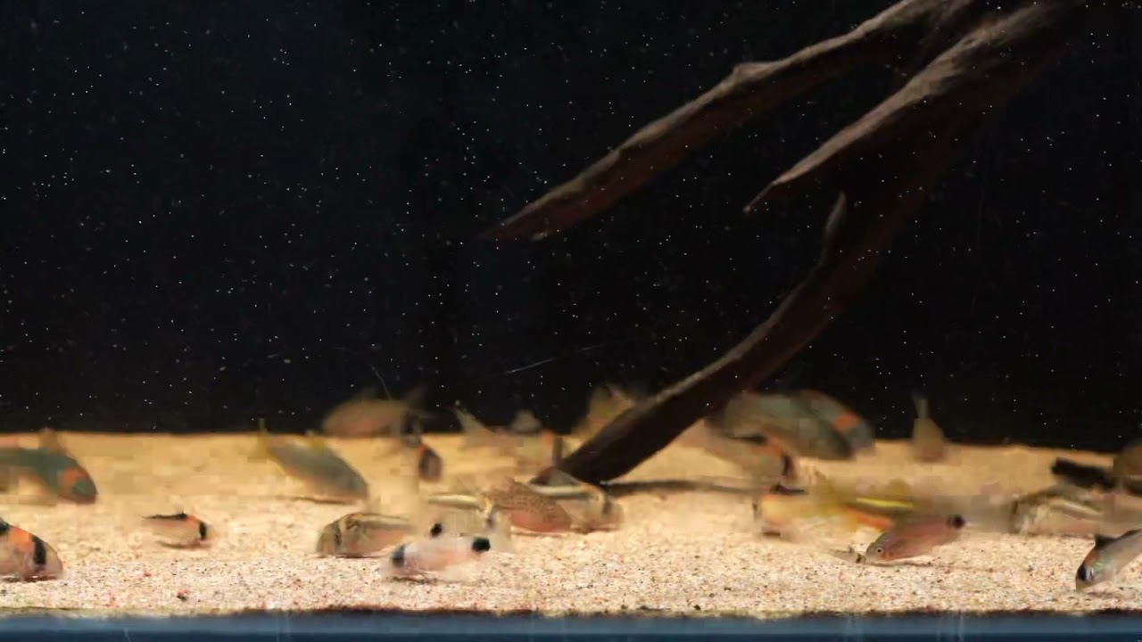 Corydoras feeding on baby brine shrimp