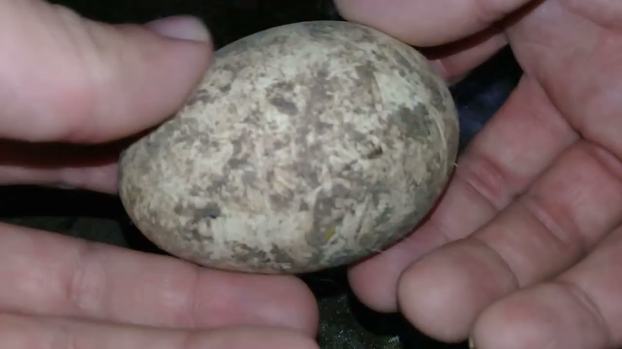 🔴 LAL ORDEKLERIN YUMURTASINI YUMAQ LAZIMDIRMI ?