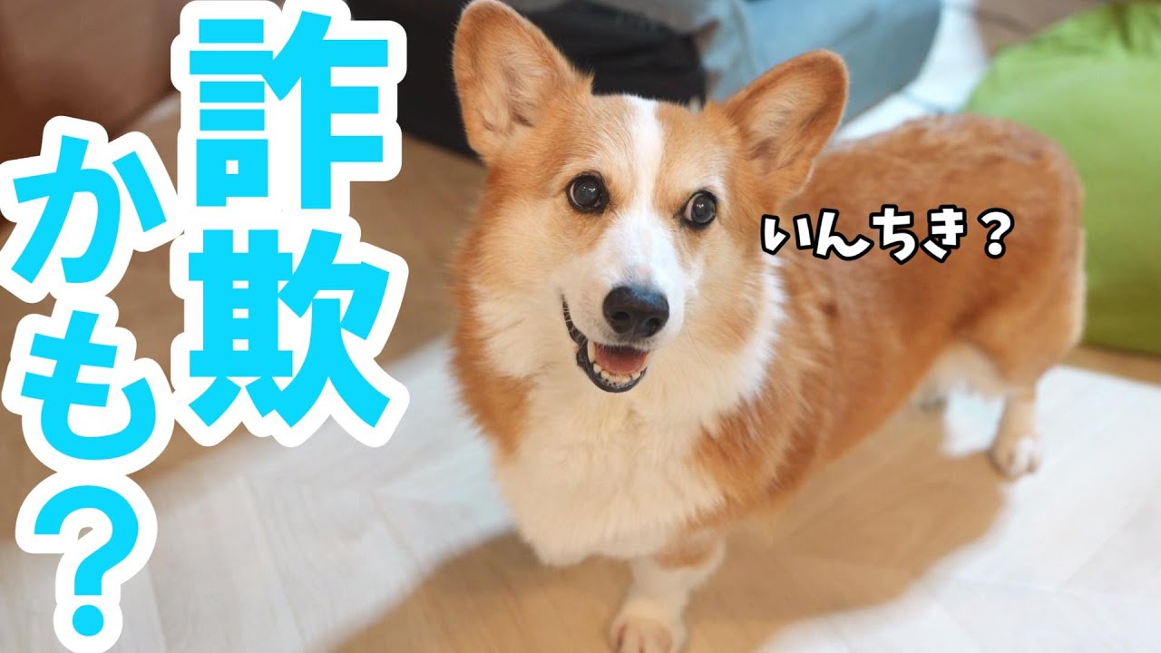【おやつ詐欺】いんちきしようとする父と愛犬がこうなりました