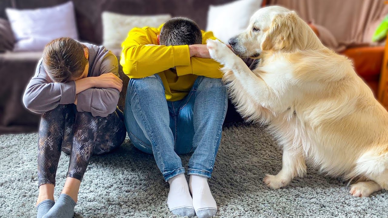 Golden Retriever Dog Reacts When My Wife and I are Sad