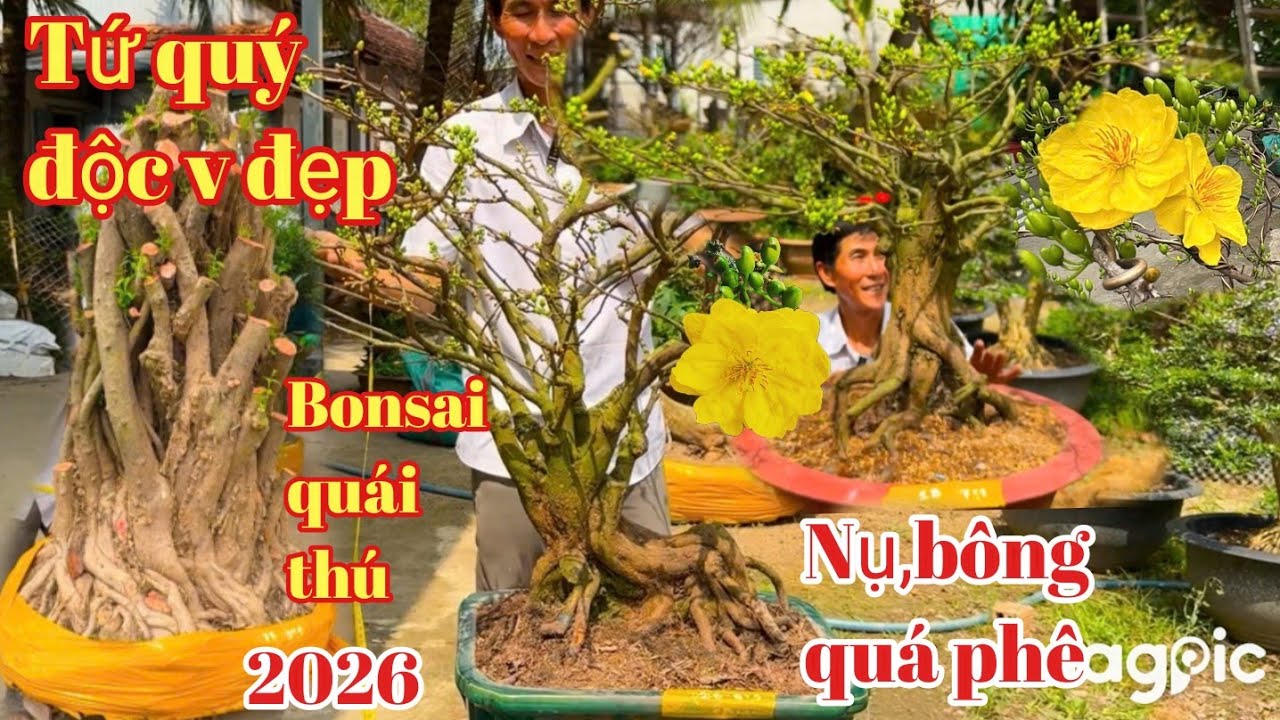 A Bình 👉 Zalo 0789498882 v 💥0704798882 Bùng nổ Mai tứ quý bonsai chơi tết,mai vàng quái thú 2026