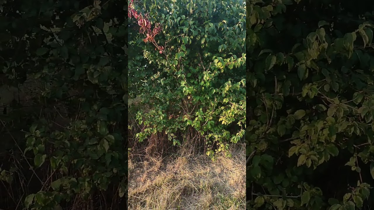 Arbre #arbre #buisson #tree