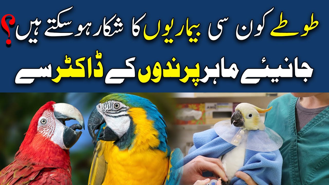 Parrots | Common Parrot Diseases, Symptoms and Cure | طوطوں کی بیماریاں اور علاج