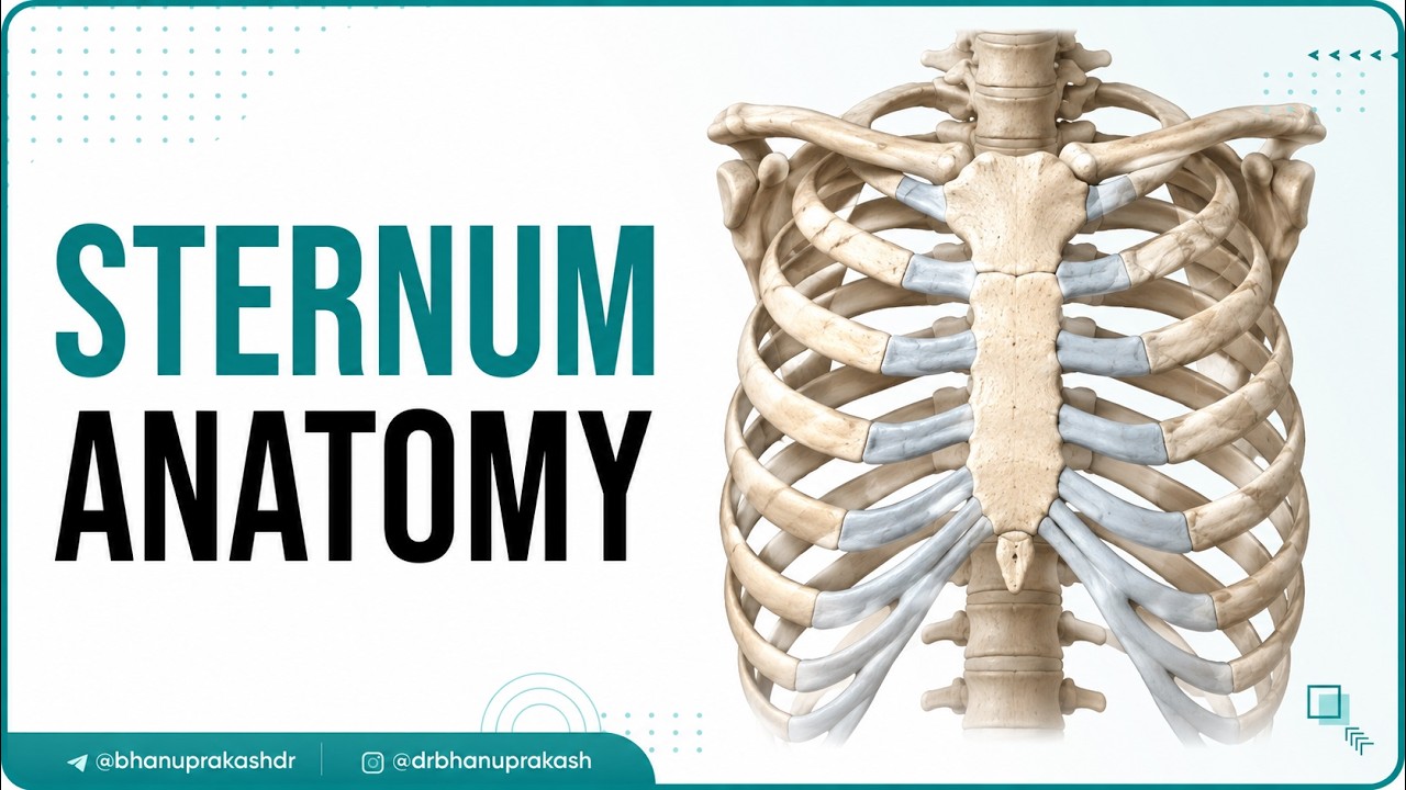 Sternum ‎Anatomy ( Osteology ) Animation - Parts , Location , Attachments and Clinical correlation