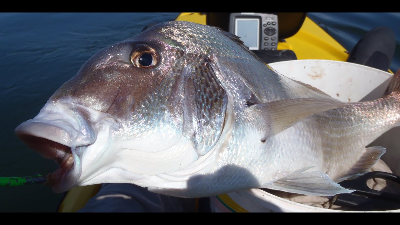 Jumbo Porgy Fishing on Jigs