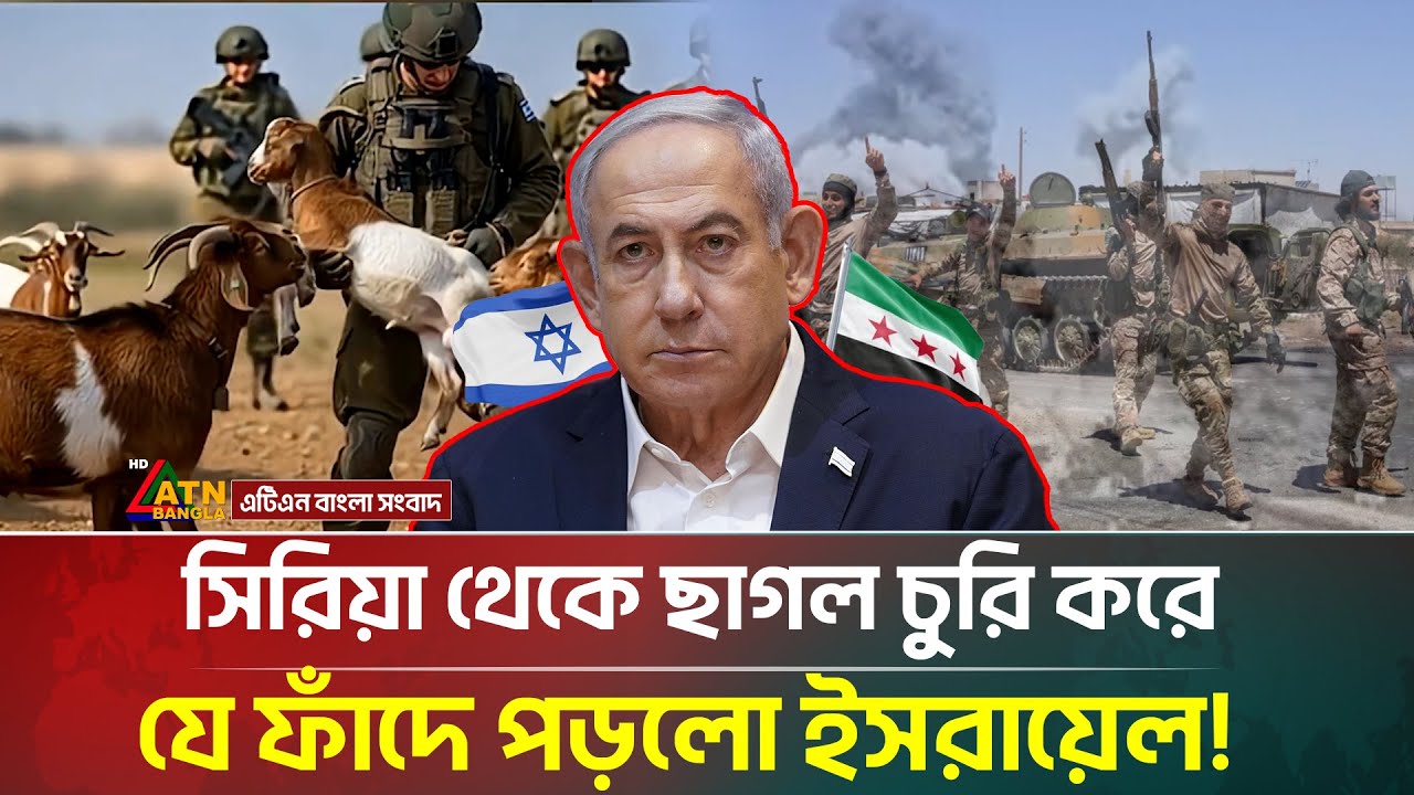 সি/রিয়া থেকে ২৫০টি ছাগল চুরি করলো ই/সরা/য়েল! অতঃপর | Goat Theft | Israel Military | ATN Bangla News
