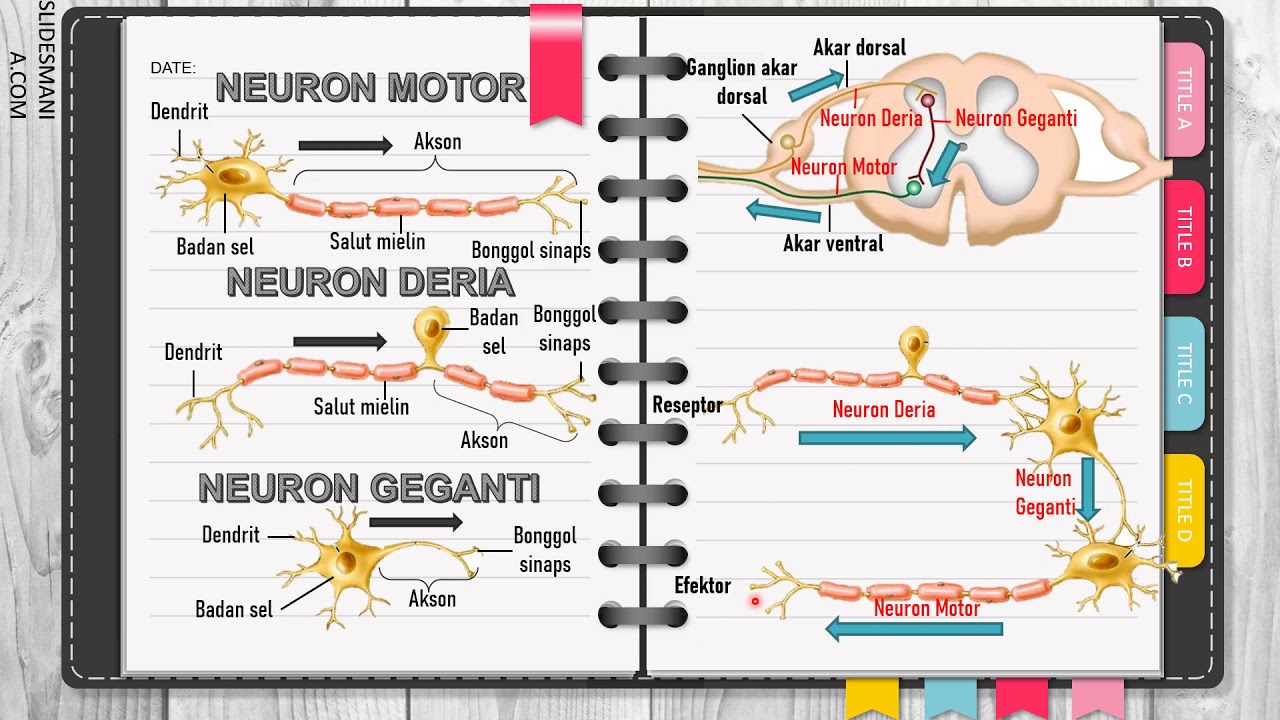 BIOLOGI KSSM TINGKATAN 4: 12.3 NEURON & SINAPS