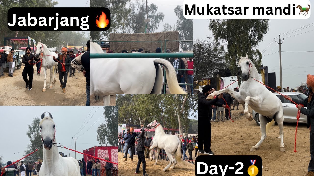 Day-2 Mukatsar Mandi 🐎//Jabarjang full sirra kraya🥇//Full Mandi tour💥