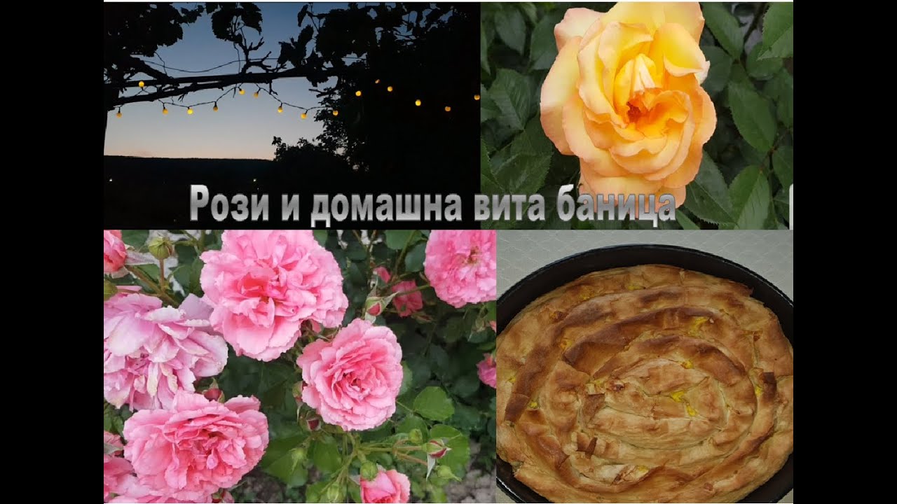 🌹ВЛОГ/ НАШИТЕ РОЗИ, ВИТА БАНИЦА, СОЛАРНИ ЛАМПИ ЗА ГРАДИНАТА🌹