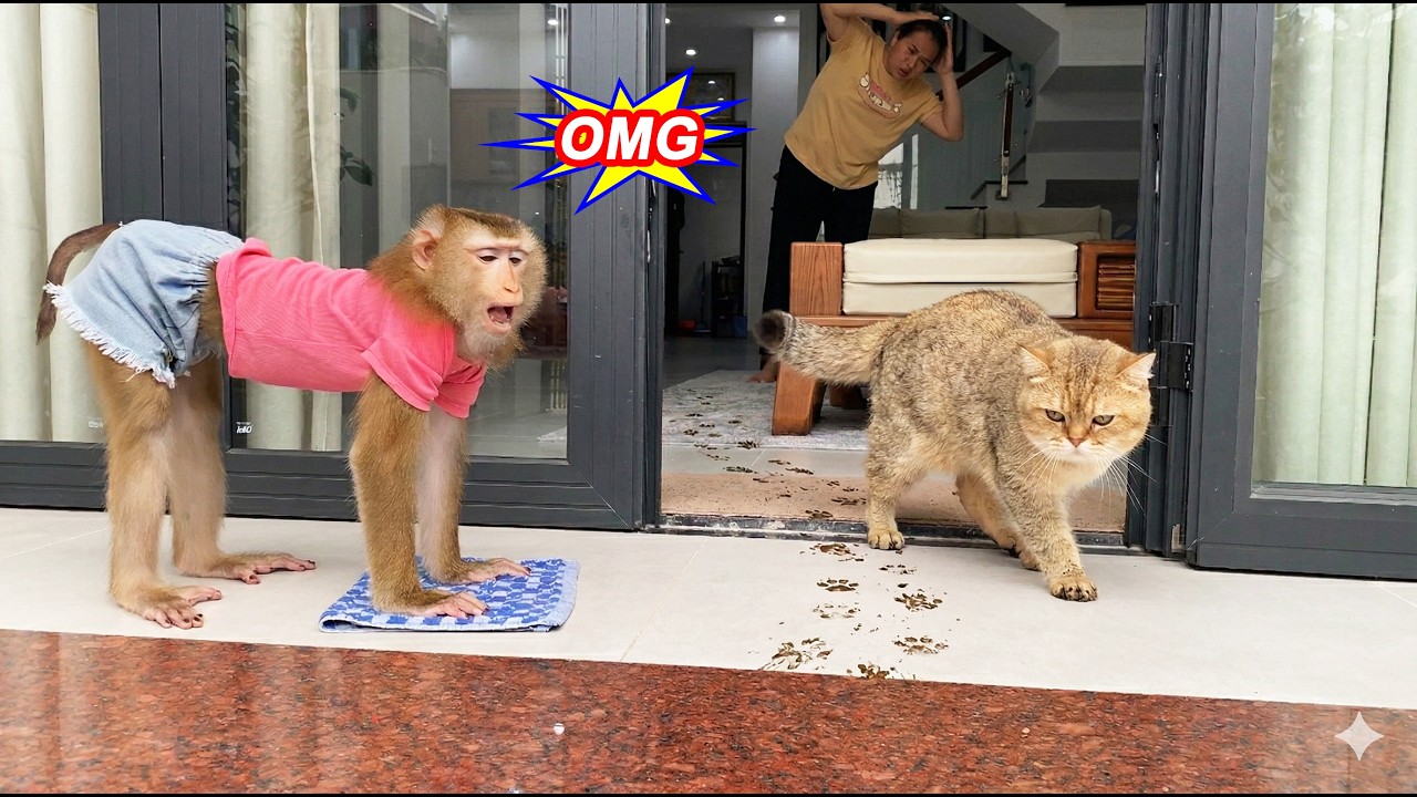 Monkey Lyly deals with the problem Tommy the cat caused, and what happens next?