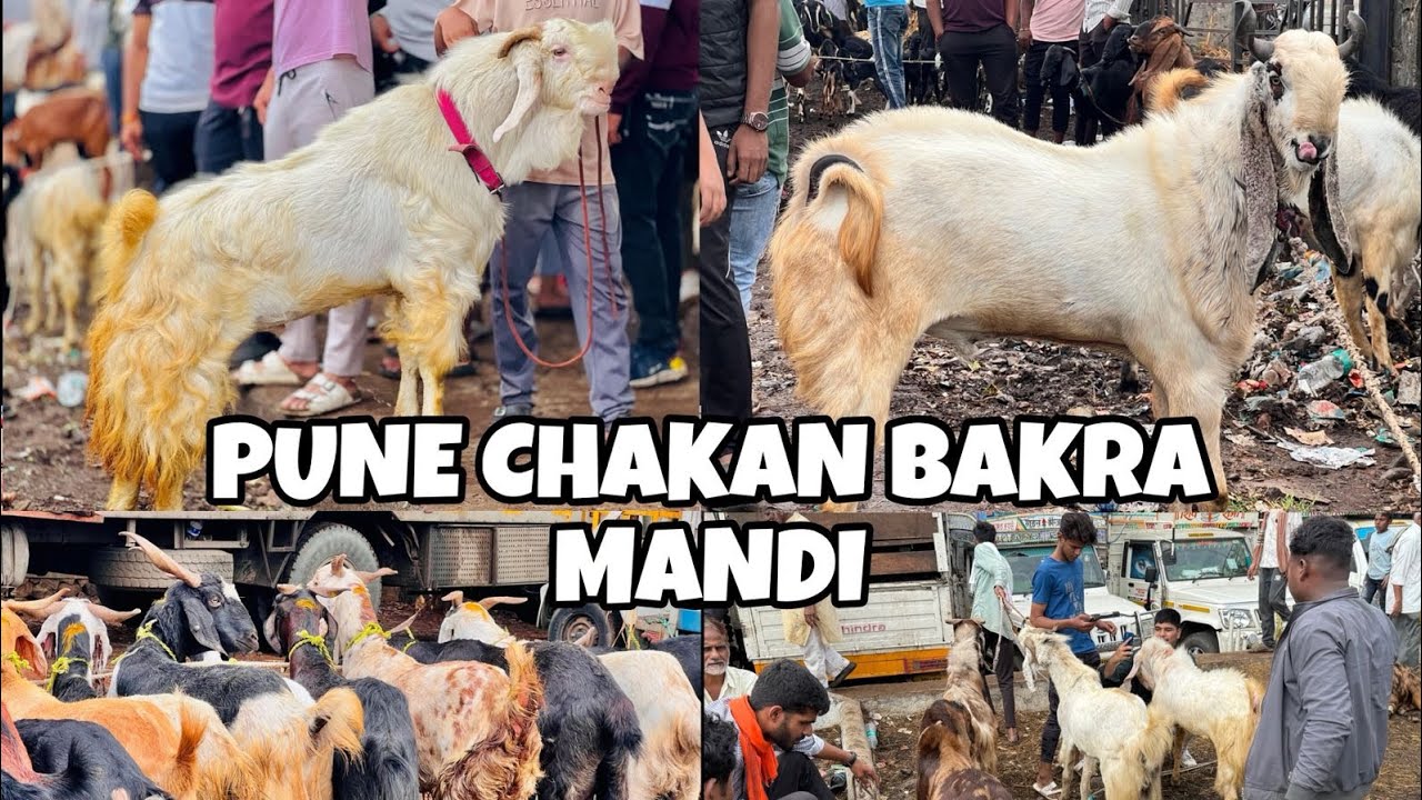 PUNE'S BIGGEST BAKRA MANDI || CHAKAN BAKRA MANDI VLOGS || UZAIR KAZI VLOGS