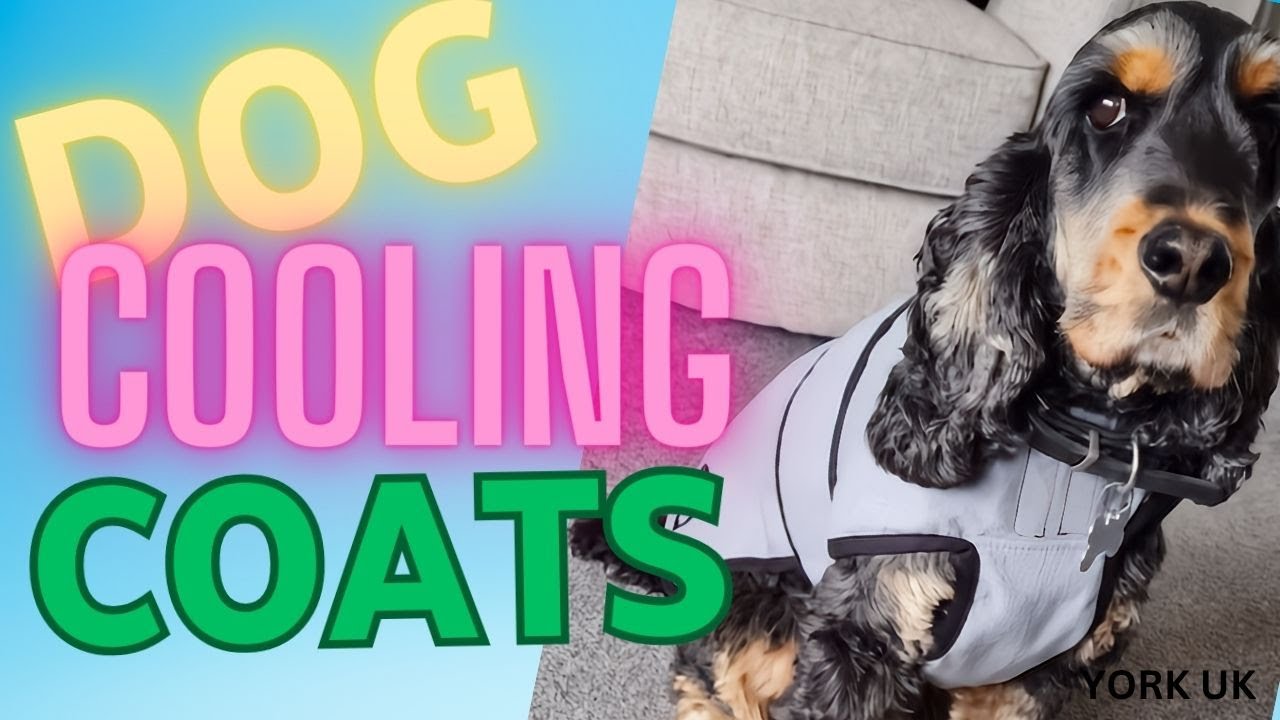 Dog Cooling Coats York UK | Pet Devotion