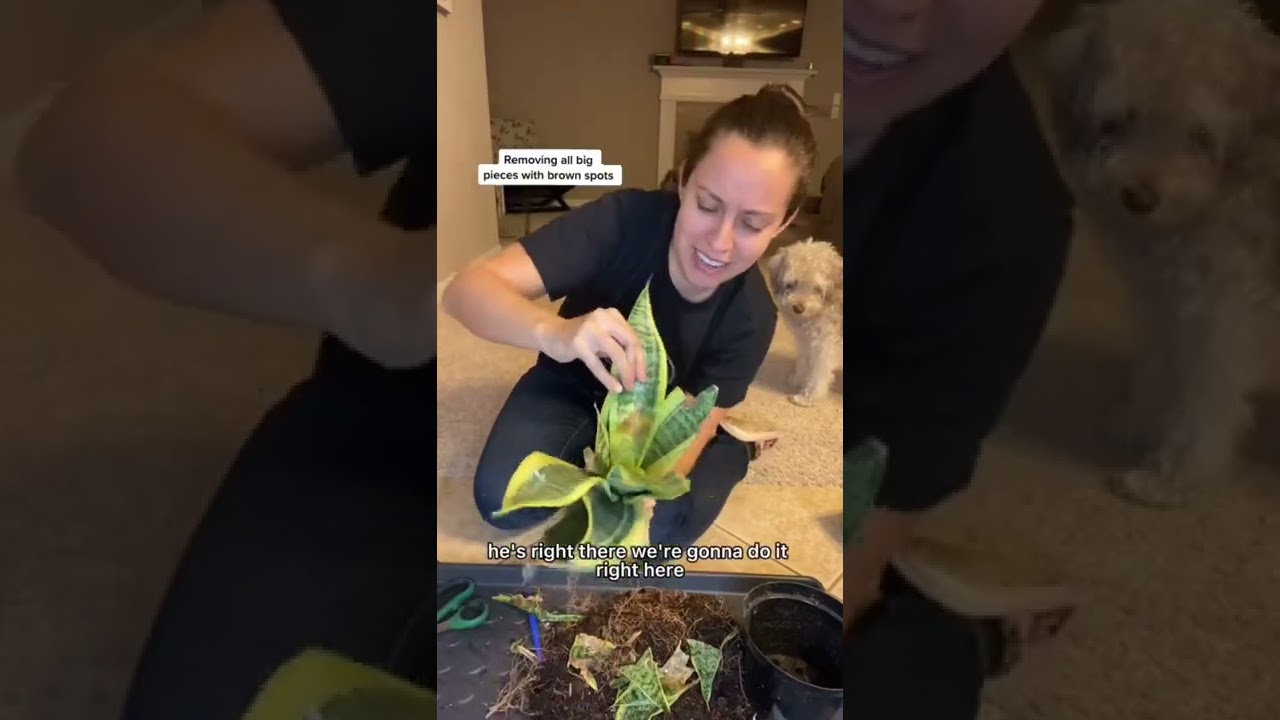Don&rsquo;t let those snake plants die, I&rsquo;ll help them thrive #snakeplant #sanseveria #plantcare #plants
