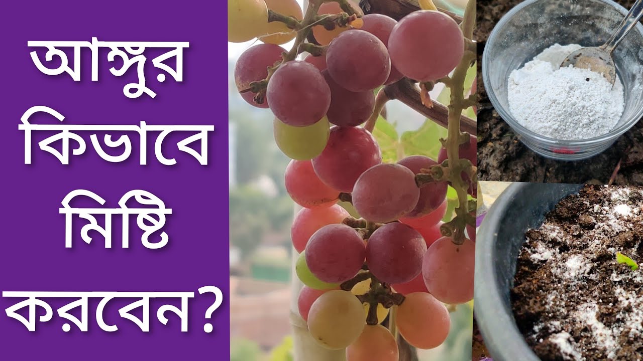 কি যত্ন করলে আঙ্গুর অতিরিক্ত মিষ্টি হবে? || বাংলাদেশের মাটিতে আংগুর মিষ্টি করার উপায় || 4K