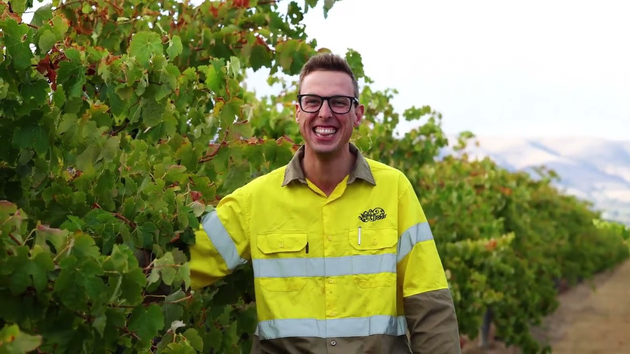 Vintage at Mollydooker Wines, McLaren Vale