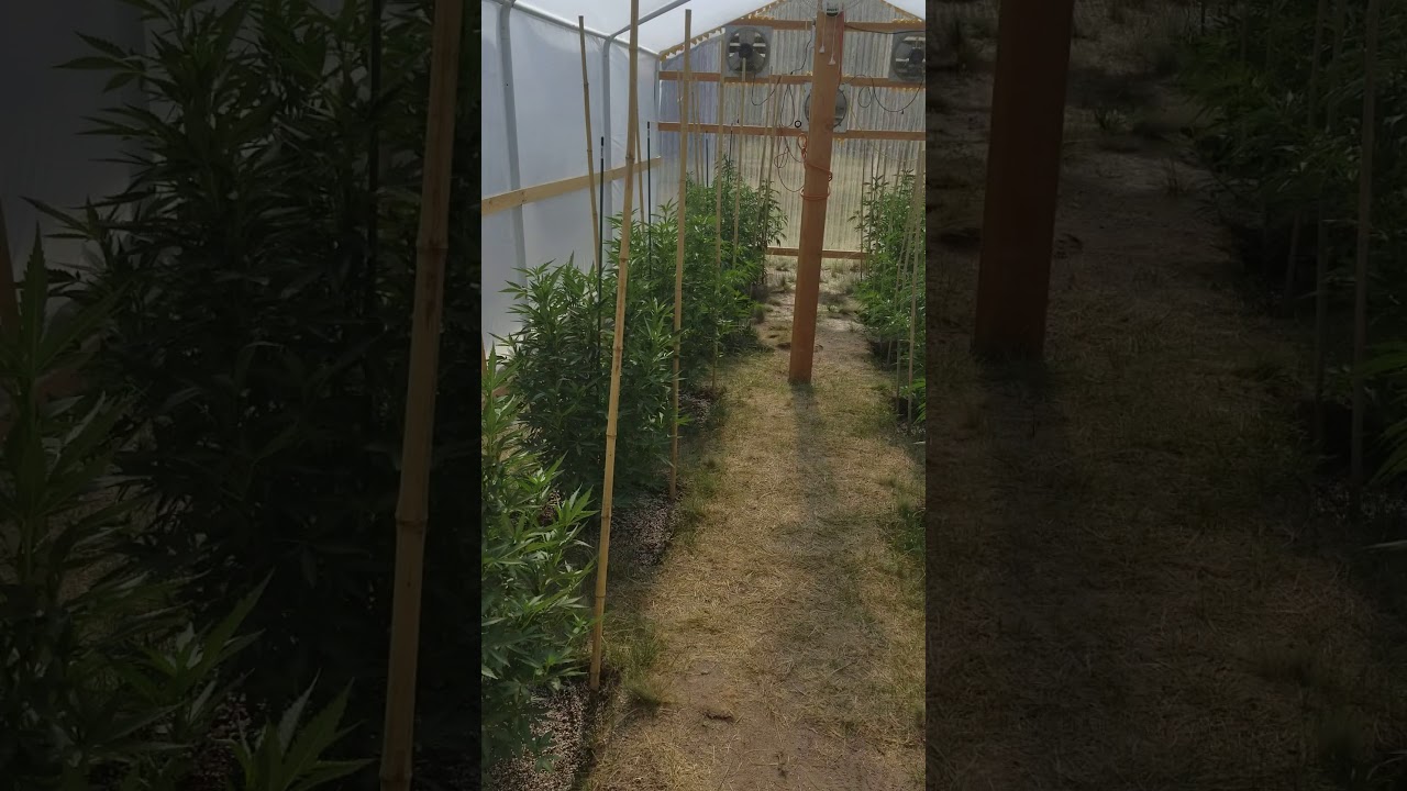 Ommp Greenhouse July 2017