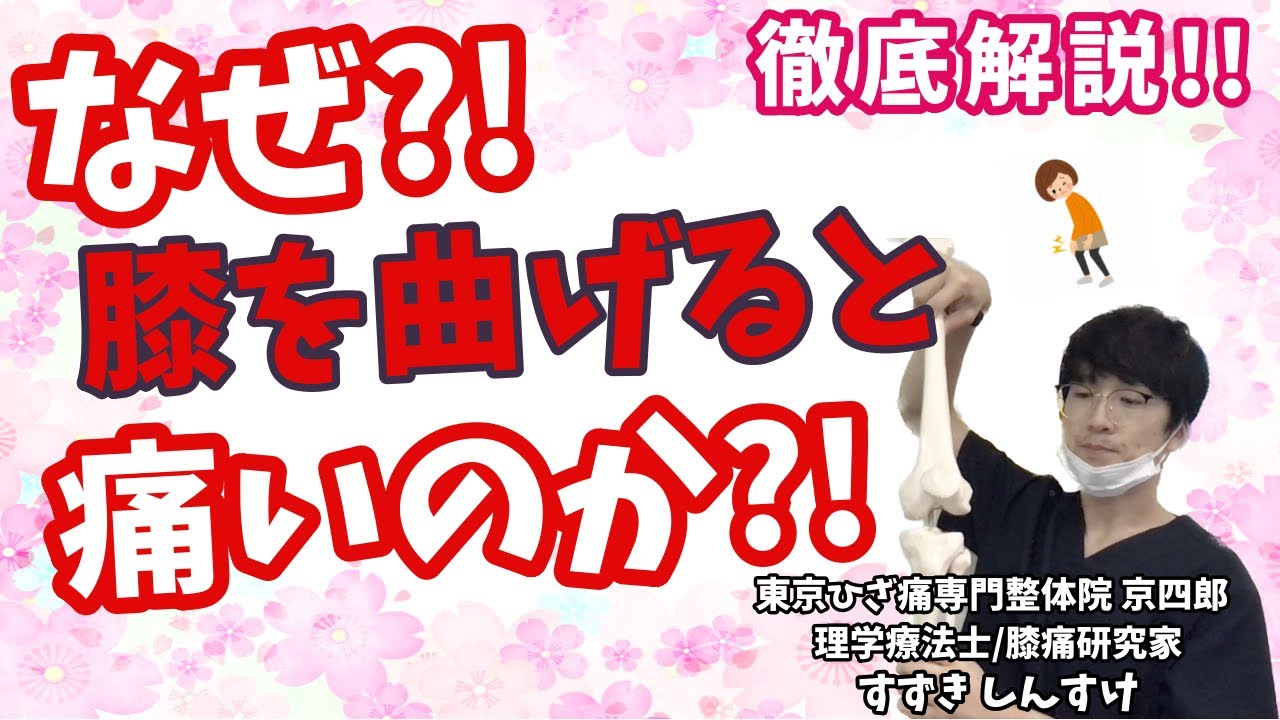 【徹底解説】なぜ、曲げた時に膝の痛みは起きるのか？Why does knee pain occur when the knee is flexed?