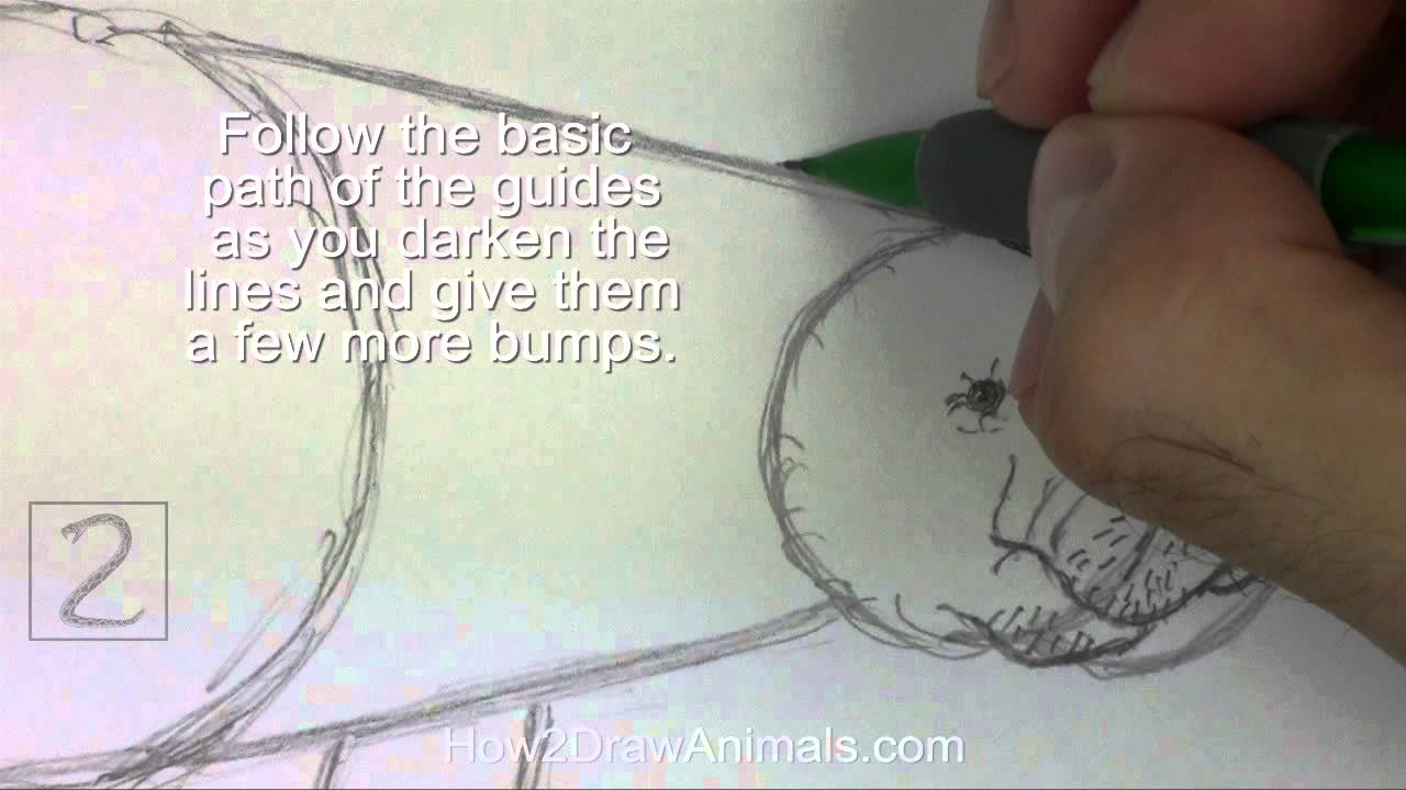 How to Draw a Manatee