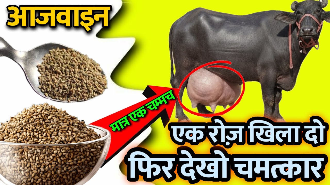 आजवाइन एक रोज़ खिला दो😱मात्र एक चम्मच खिलाओ फिर देखो चमत्कार 🐄दूध,अडर,वजन सब बढ़ेगा👌Ajawin uses cow🔥