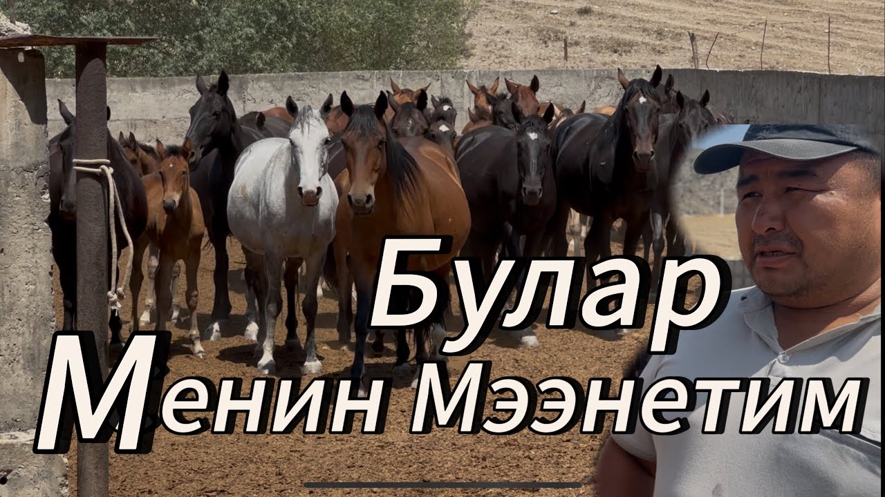 Лутуктун чон уйуру сатылат. 2 августа 2025 г.
