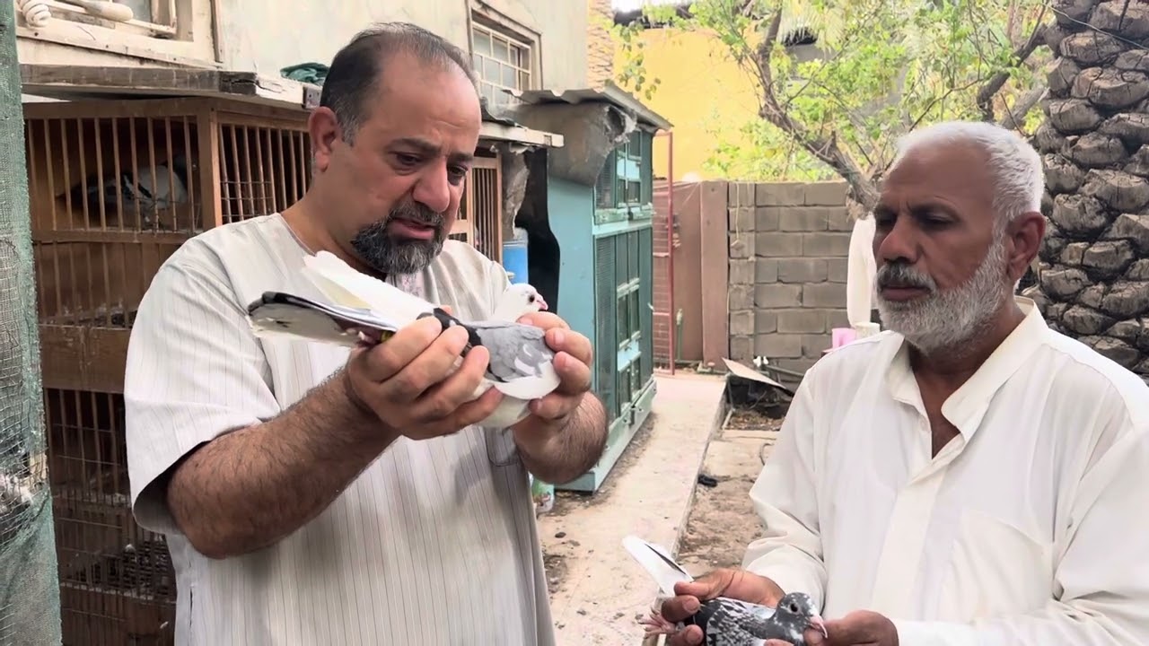 سهيل المبارك وابو علي تصوير حمامه من سلاله مقليه و ربيعه