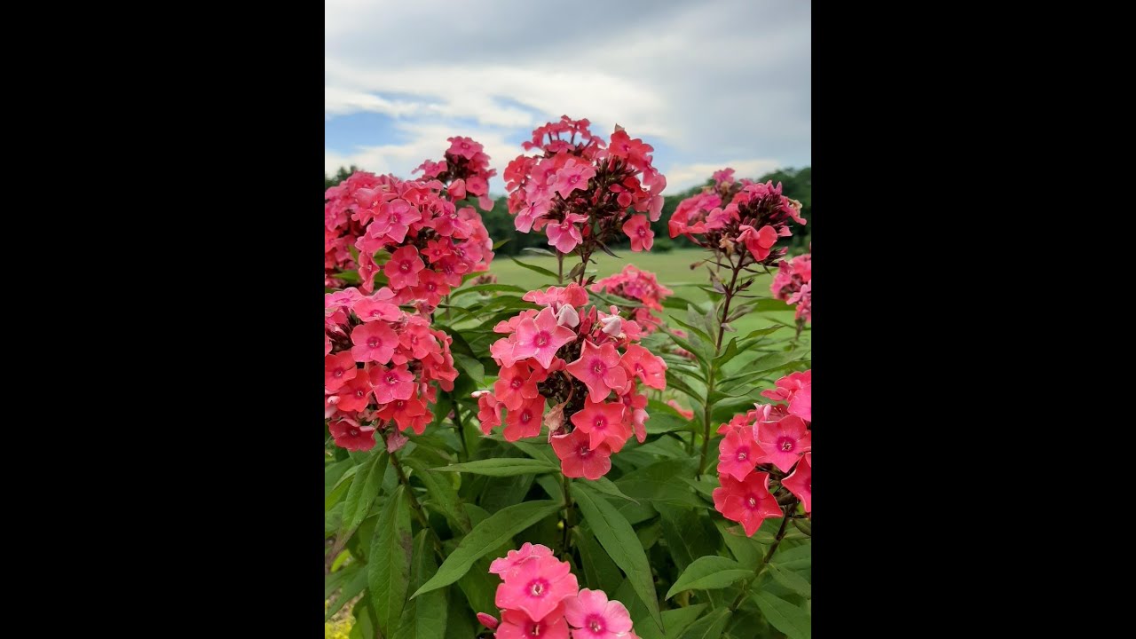 Tall Garden Phlox - Phlox paniculata #kyperennials