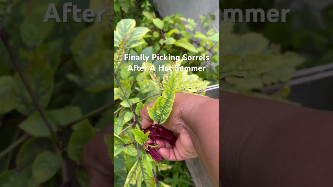 Finally Picked Some Sorrels #garden #sorrel