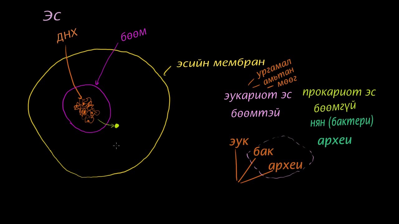 Нуклей, мембран, гибосом, эукариот ба прокариот