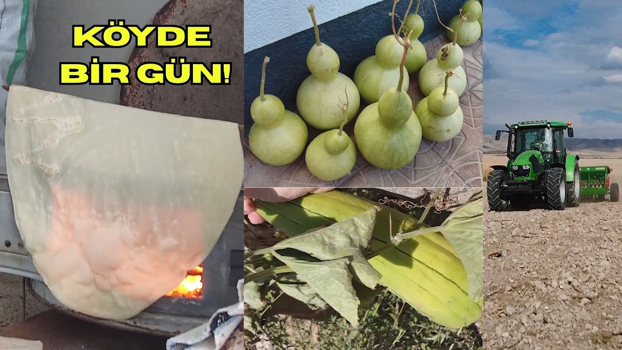 KIŞLIK YUFKA YAPTIK! KABAK LİFLERİNİ TOPLADIK! BUĞDAY EKİMİNE BAŞLADIK!