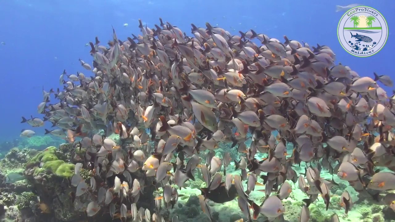 EcoPro Divers Maldives