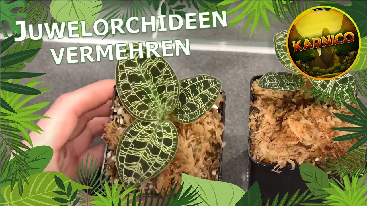 Juwelorchideen teilen/vermehren | Macodes petola | Orchideen teilen | Karnico
