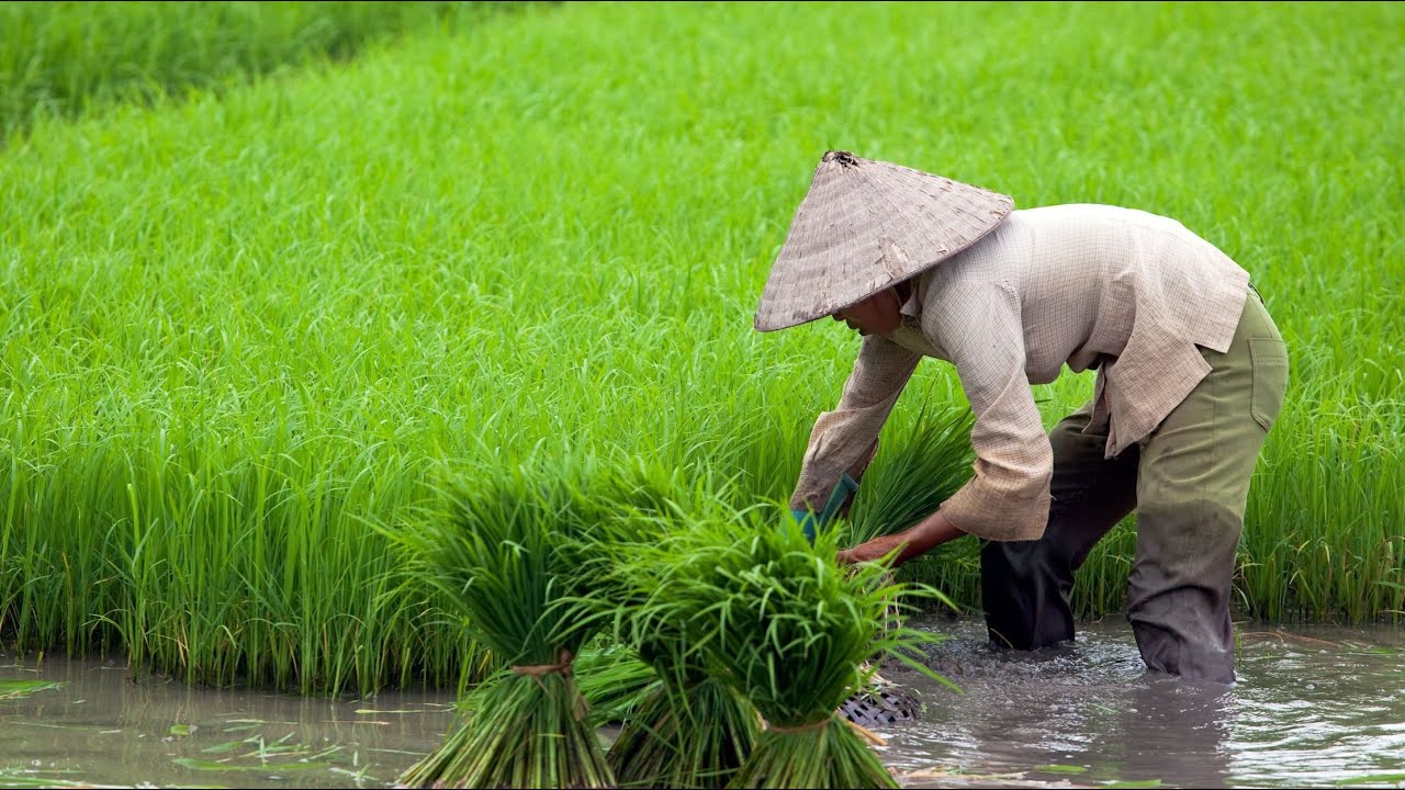 DENILSON 5 STAR SKILLS **THE RICE PICKER**
