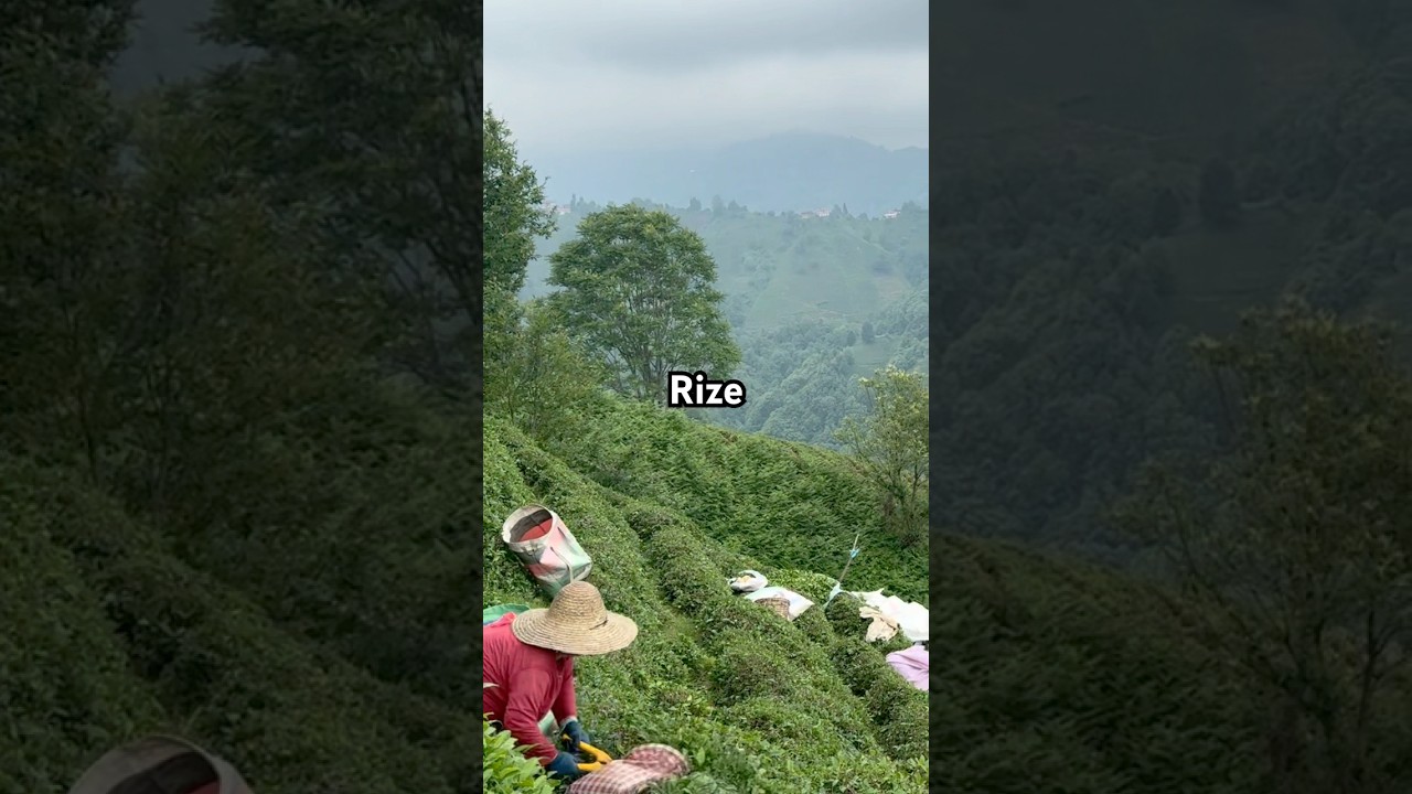Karadeniz 2025 ❤️ #karadeniz #rize #&ccedil;ayeli #summer #keşfet