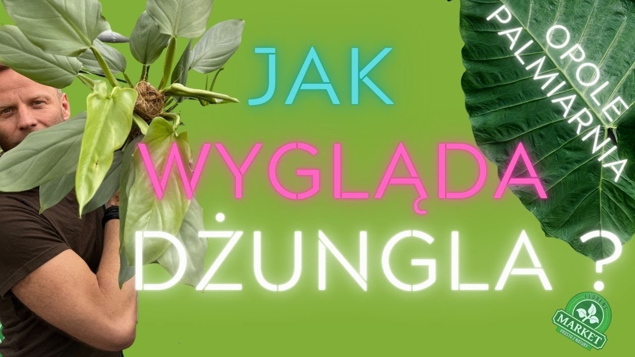 DŻUNGLA W POLSCE ? 🌴 ZOO Opole wyjątkowa palmiarnia🙈