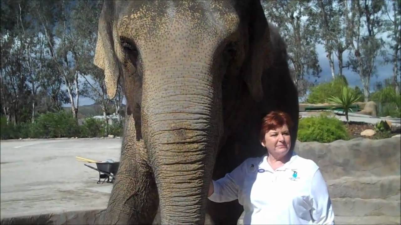 Meeting Tai the Elephant - Star of 'Water for Elephants'