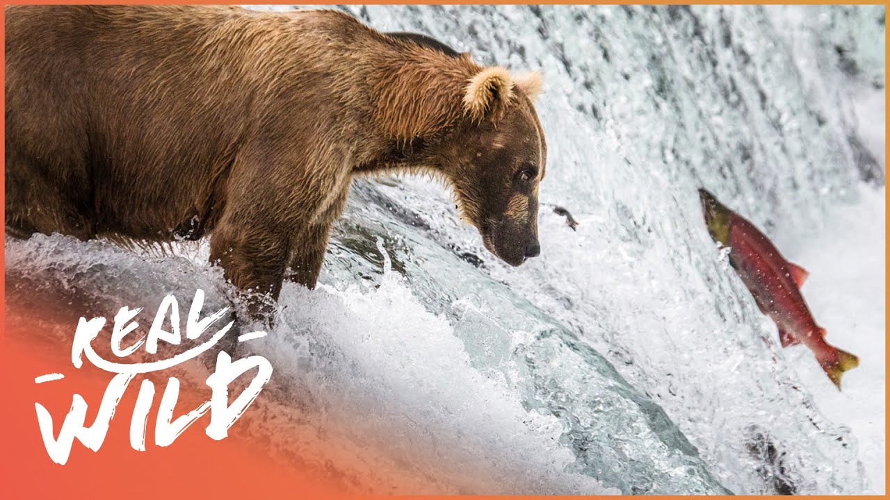 Predator Meets Prey | Wild America | Real WIld