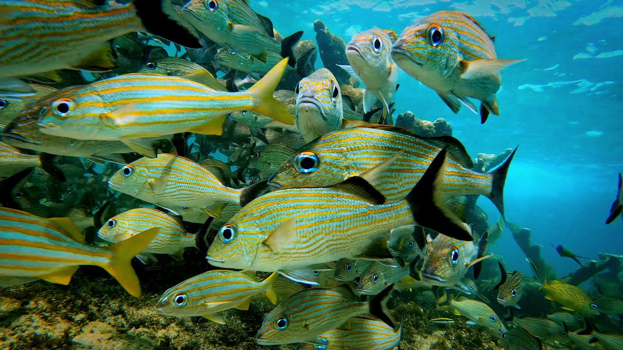Marine life of the Caribbean Sea, snorkeling in Bocas del Toro, Panama & Puerto Viejo, Costa Rica