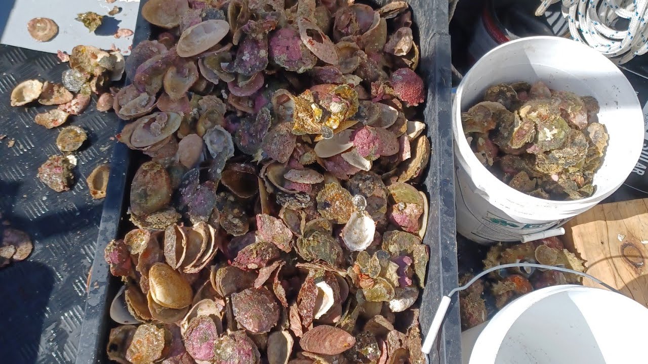Ep15 Stewart Island Overnighter Bluff Oyster Catch & Cook