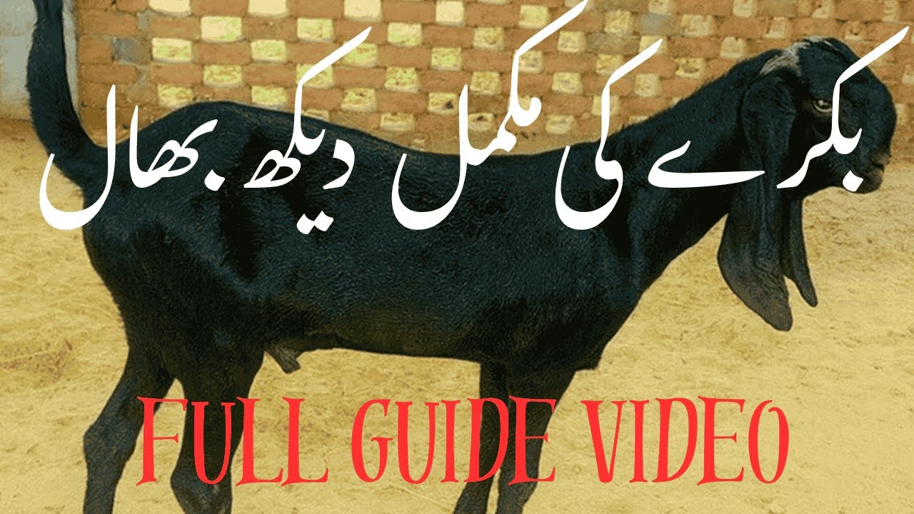 بکرے کی مکمل دیکھ بھال | خوراک، دودھ پلانے کا طریقہ اور روزانہ کی کیئر گائیڈ