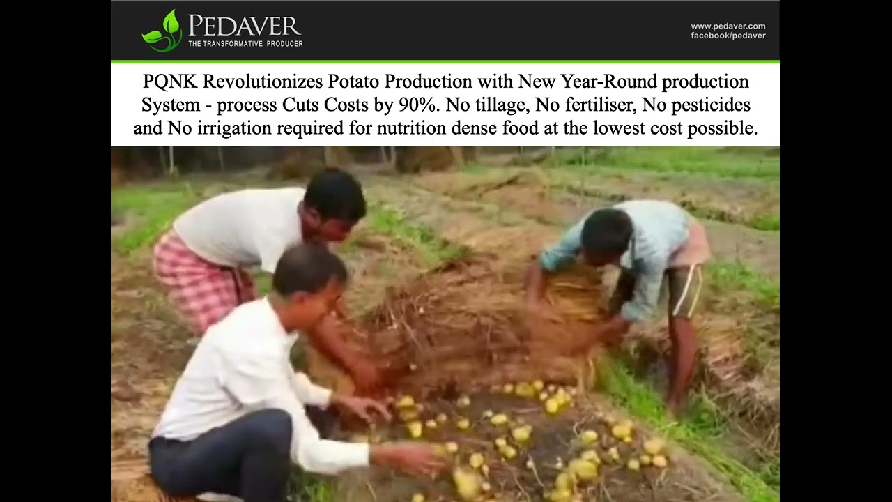 PQNK Revolutionizes Potato Production