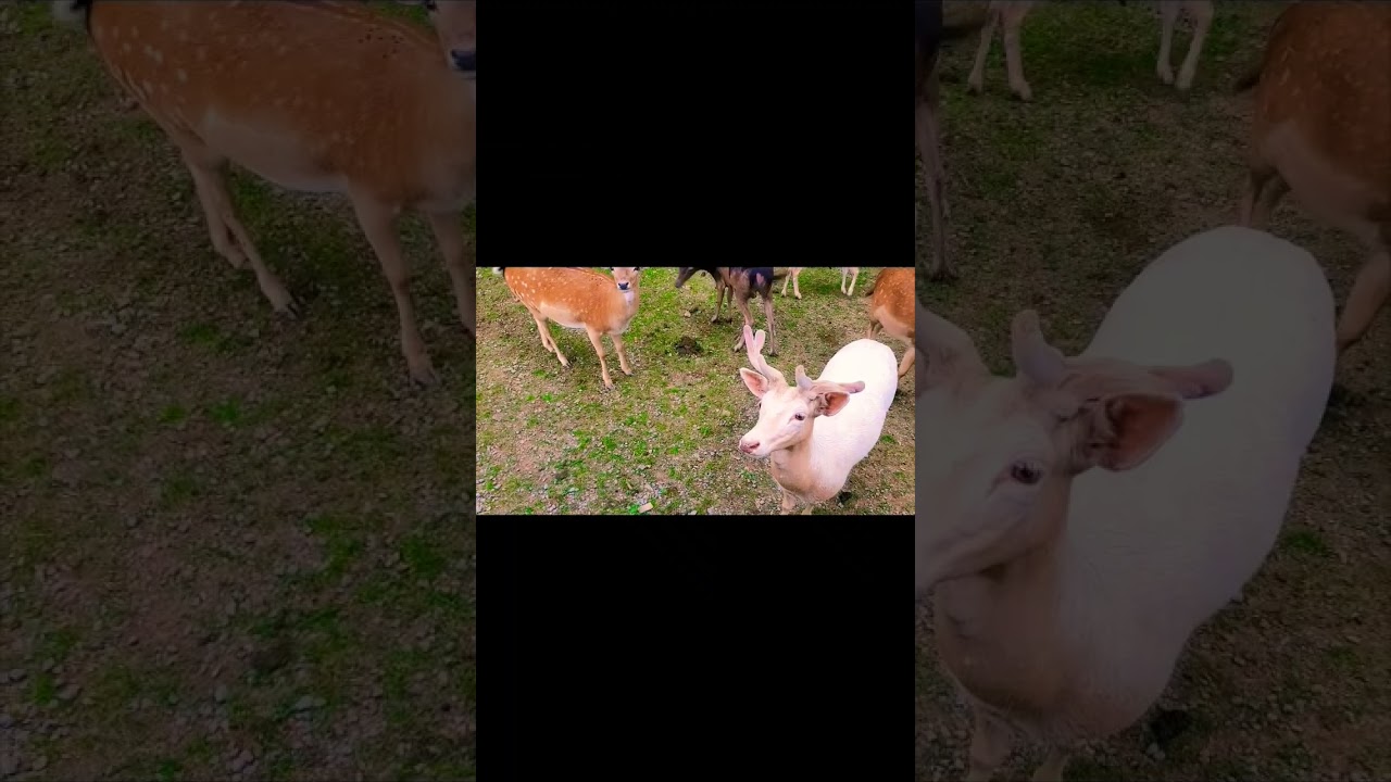 In every walk with nature, one receives far more than he seeks. #fyp #wildlife #deers shors