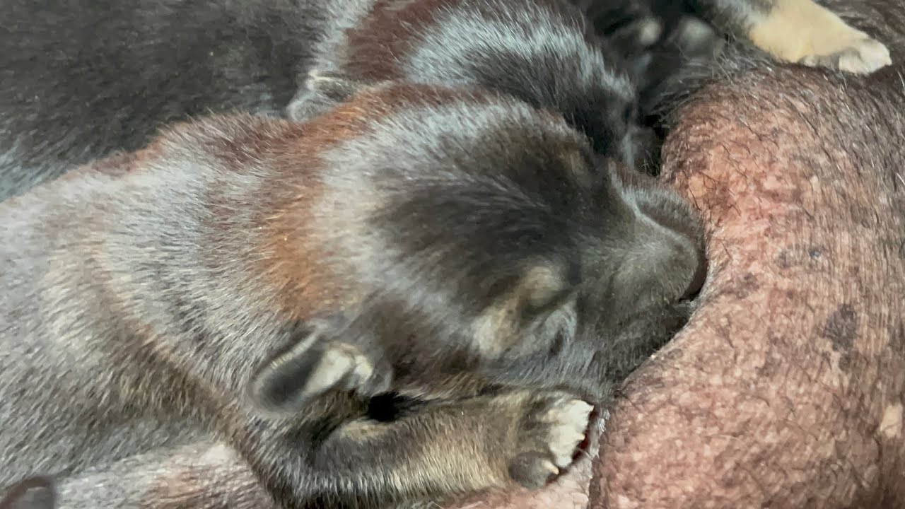 OMG! Mother's milk is really important for puppies | LUCY Official