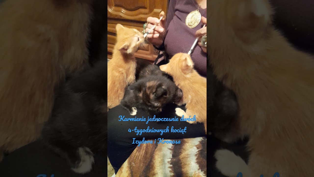 Koty - Rude Koty: dokarmianie Izydora I Kronosa - porady i akcesoria Tel 505 317 319