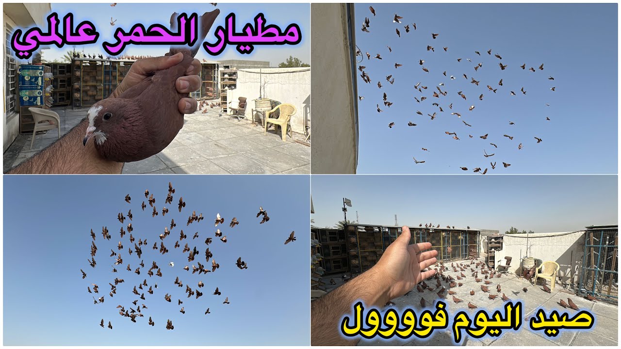 صيد اليوم فووول❤️❤️طيرت الحمر كلهن مطيار عالمي❤️❤️تم تصفيه السطح😎😎